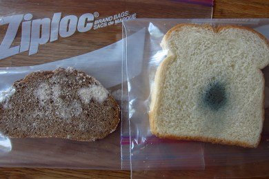 What is bread mold?