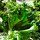Kale Chips recipe