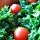 Christmas Salad