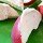 Yogurt Fruit Dip